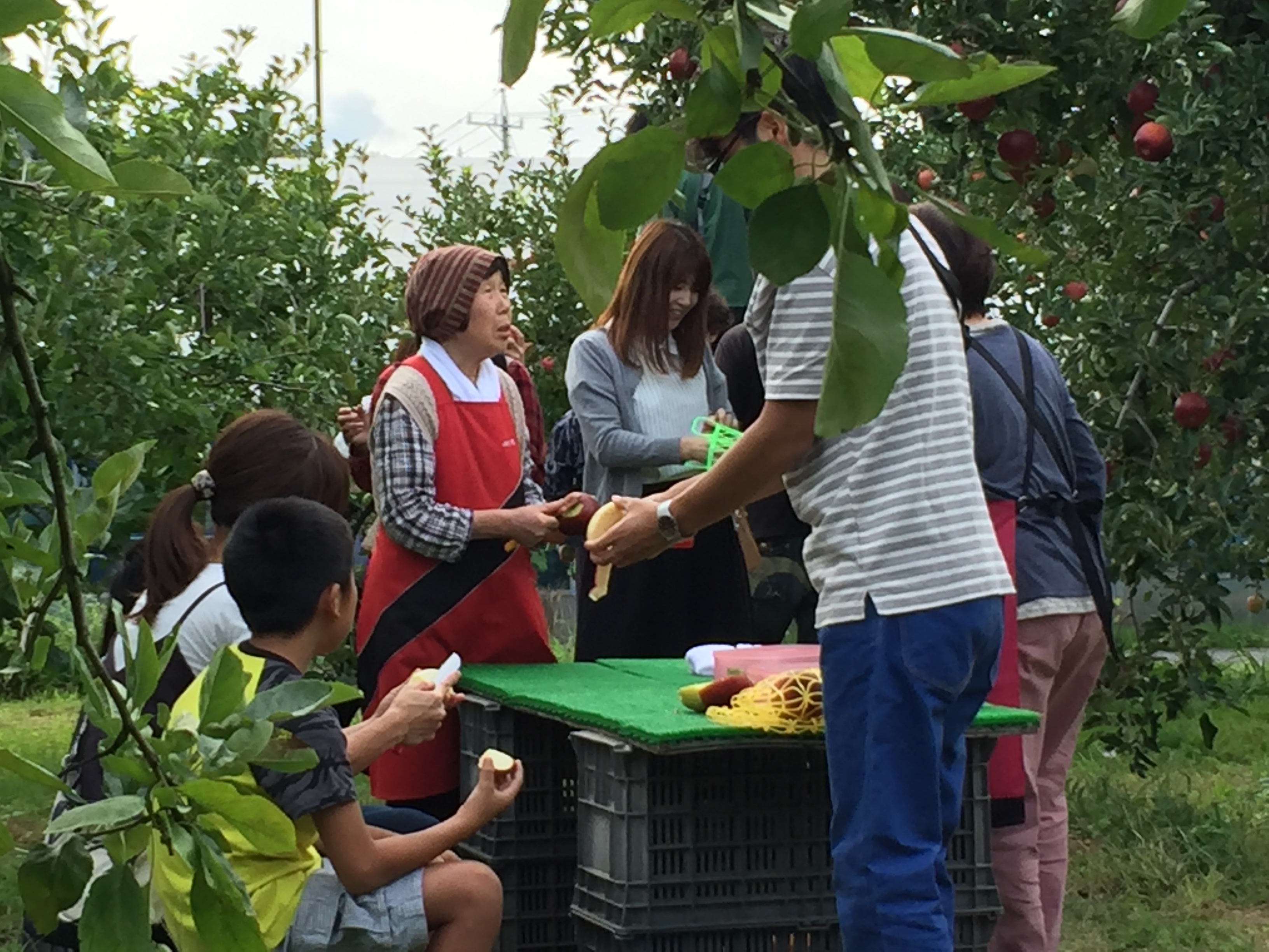 くだもの狩り (時期と料金) - 信州中野 小野りんご園（さくらんぼ狩り・りんご狩り・ぶどう狩り）