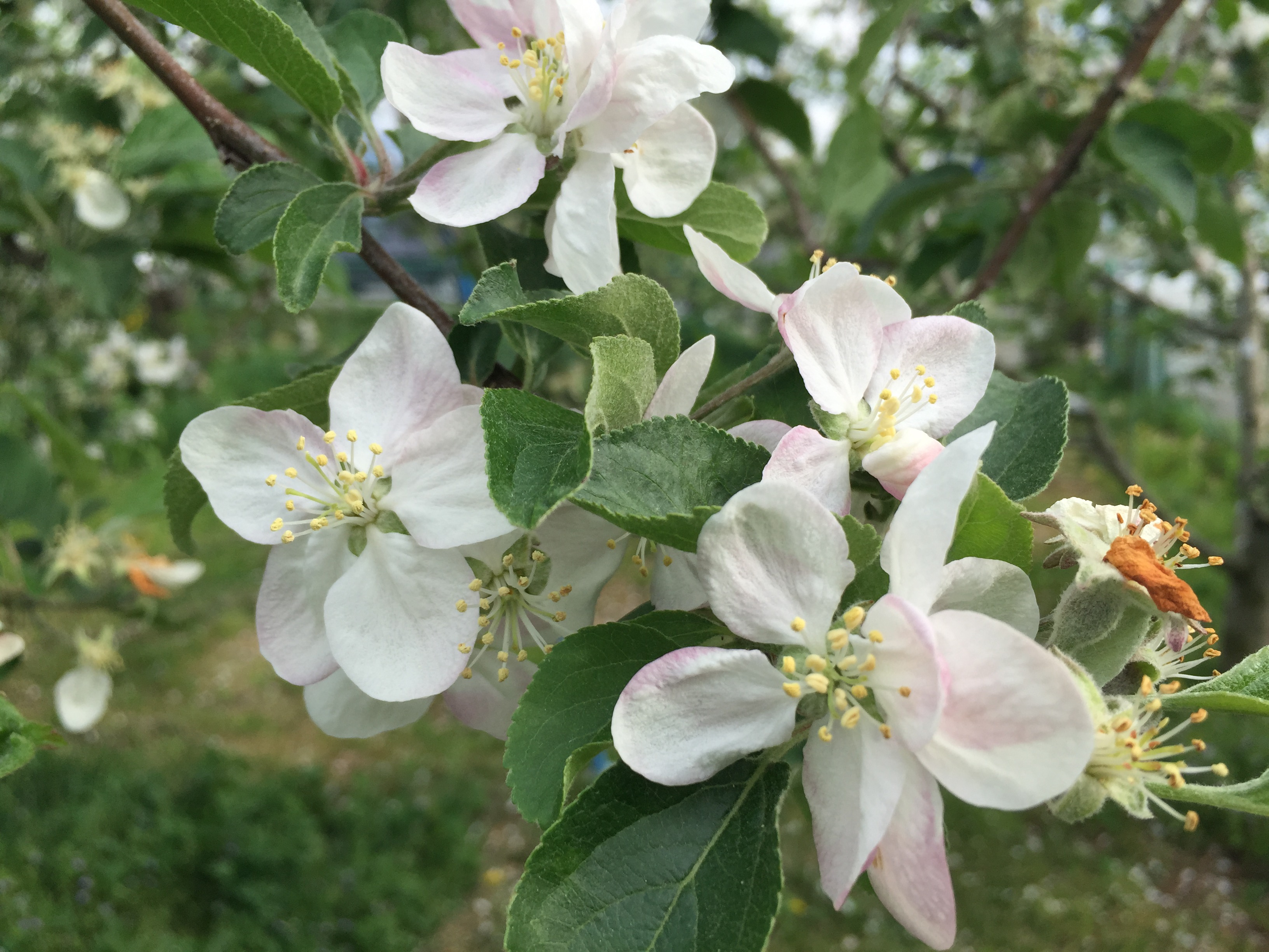 りんごの花摘みを行っています 信州中野 小野りんご園 さくらんぼ狩り りんご狩り ぶどう狩り