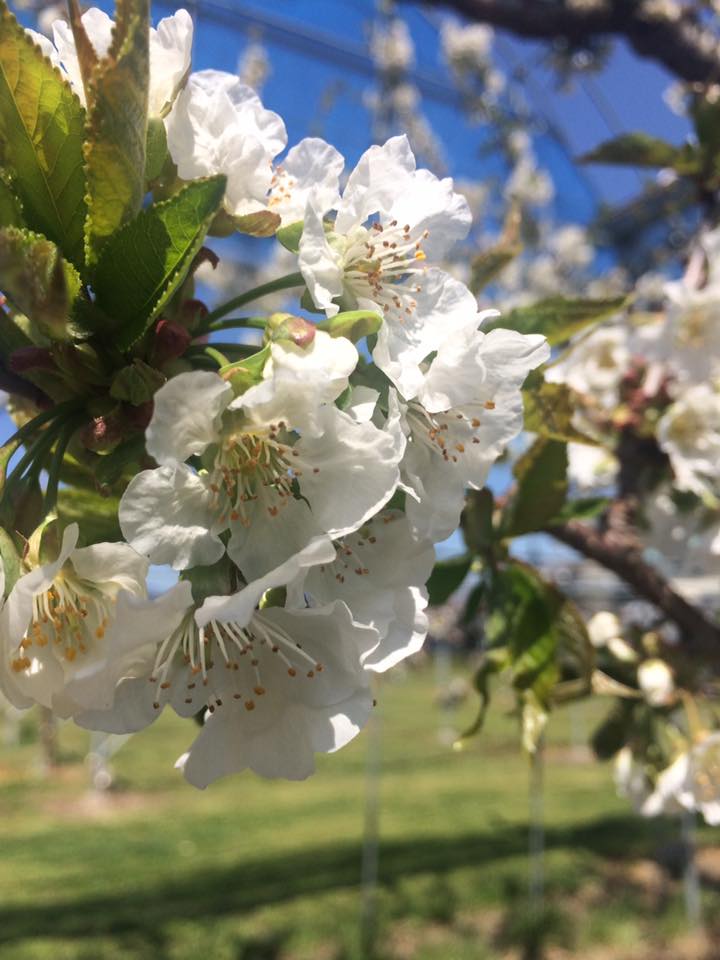さくらんぼの花が満開になり受粉作業をしています 信州中野 小野りんご園 さくらんぼ狩り りんご狩り ぶどう狩り