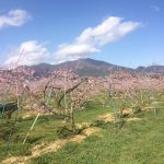 小野りんご園と高社山
